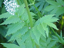 Дилянка, валериана, котешка трева, коча билка, навалник — Valeriana officinalis L.